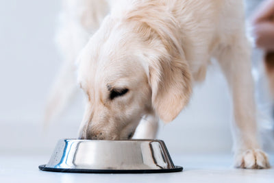 Green-Lipped Mussel for Dogs: Benefits, Dosage, and What to Know