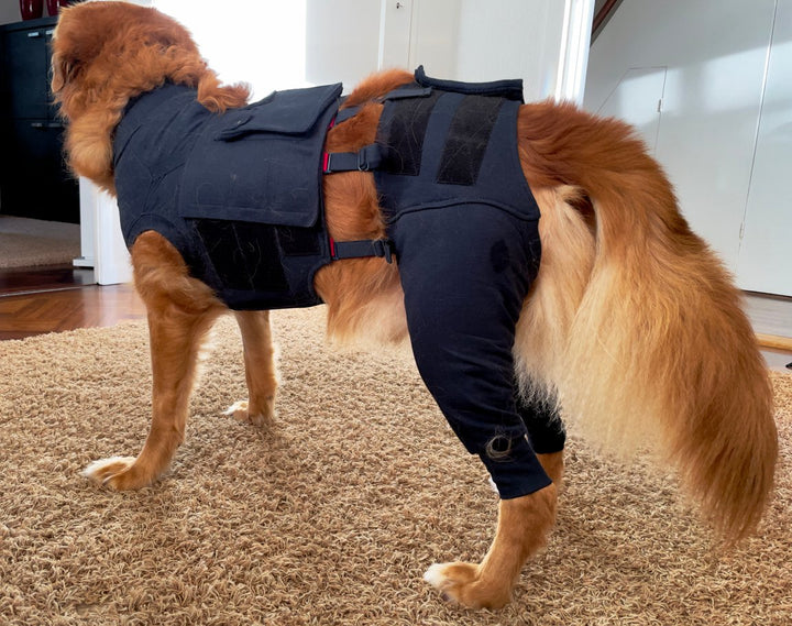 How a Hip Brace for Dogs Can Improve Mobility and Quality of Life