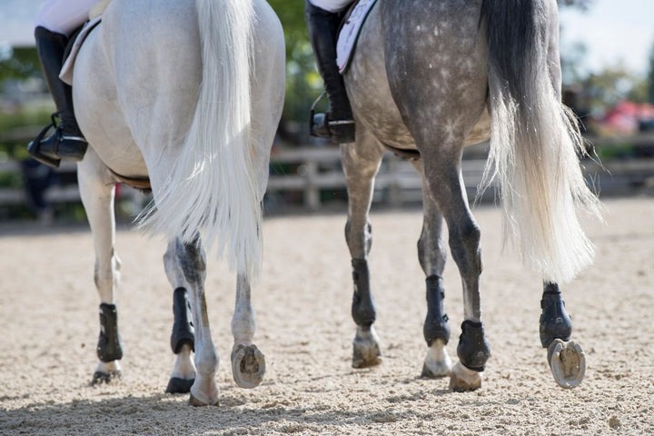 6 Horses Hock Health Problems & Anomalies [Diagnosis & Prevention]