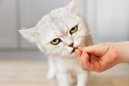 how to give a cat a pill