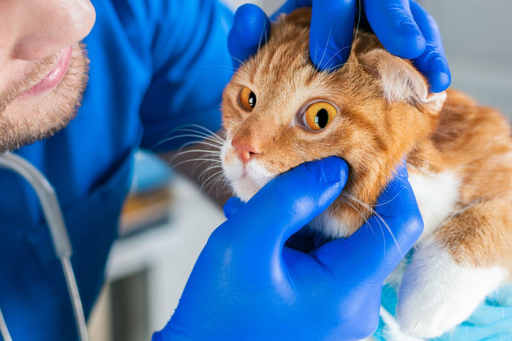 Protecting Your Cat’s Eye Health: Understanding Conjunctivitis in Cats