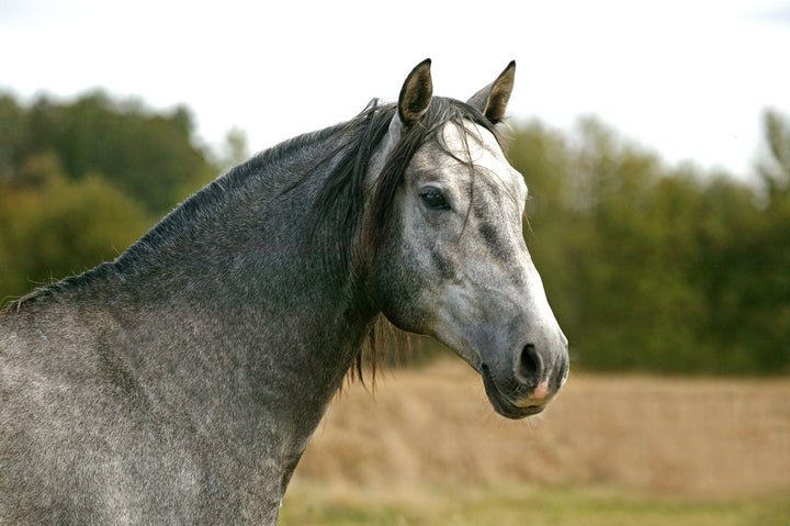 4 Easy Ways to Improve an Old Horse's Quality of Life