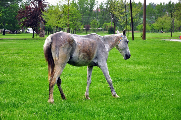 PSSM in Horses - It Affects Your Horses More Often Than You Think