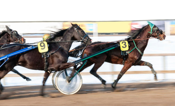 5 Pro Tips to Better Prepare for Standardbred Racing