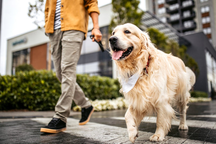 Dog Suddenly Limping Back Leg [Injury Causes, Treatment, & What to Do]