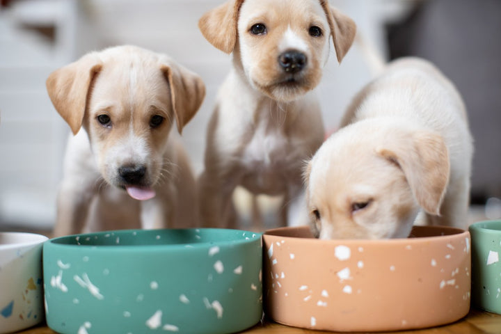 How to Choose Large Breed Puppy Food for Your Big Dog