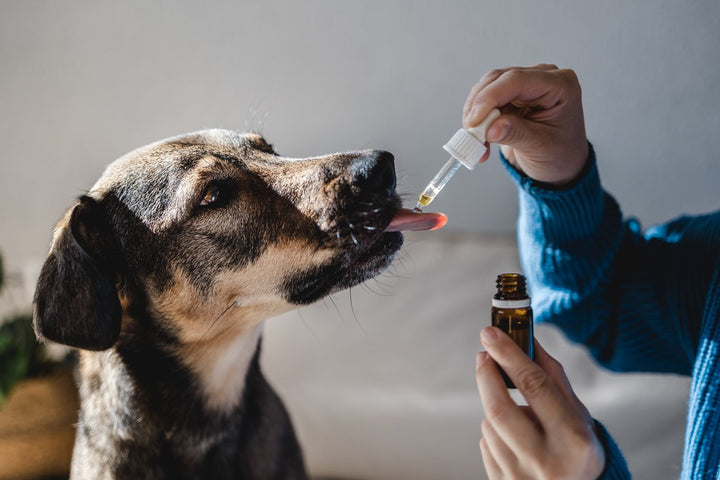 Best CBD For Dogs: Benefits, Types, & Product Recommendations