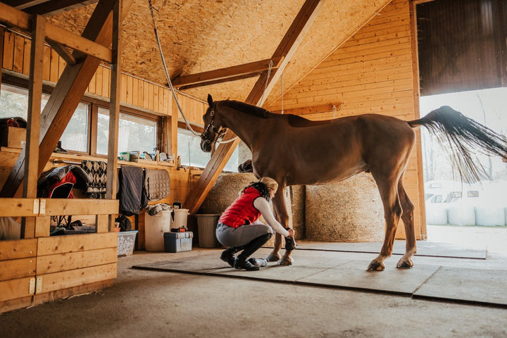 What Is a Splint Bone Horse and Why Should You Know About It?