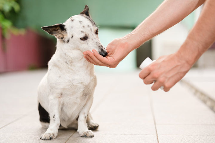 The Benefits of a Vet Recommended Joint Supplement for Dogs