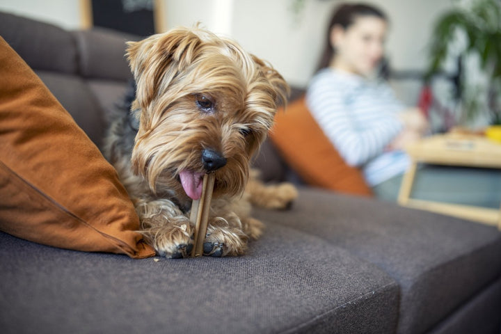 Everything to Know on the 14 Best Dental Chews for Dogs
