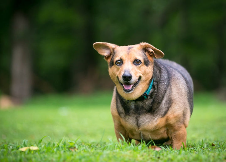 The Fat Dog Owner’s Guide to Getting Their Pooch in Shape