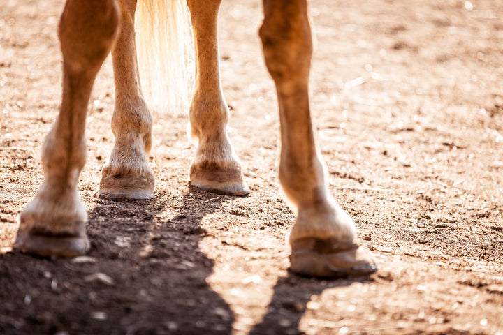 Choosing the Best Joint Supplements for Horses [Leisure & Sport]