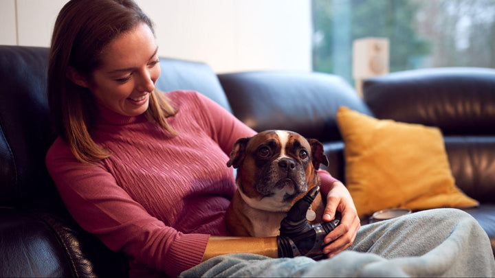 Preventing Pet Health Issues: An Attentive Owner’s Guide