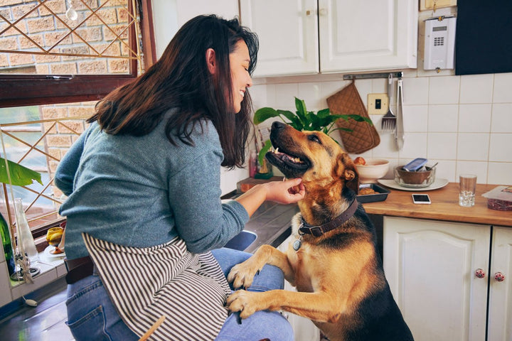 A Quick Rundown on Pet Probiotic Supplements