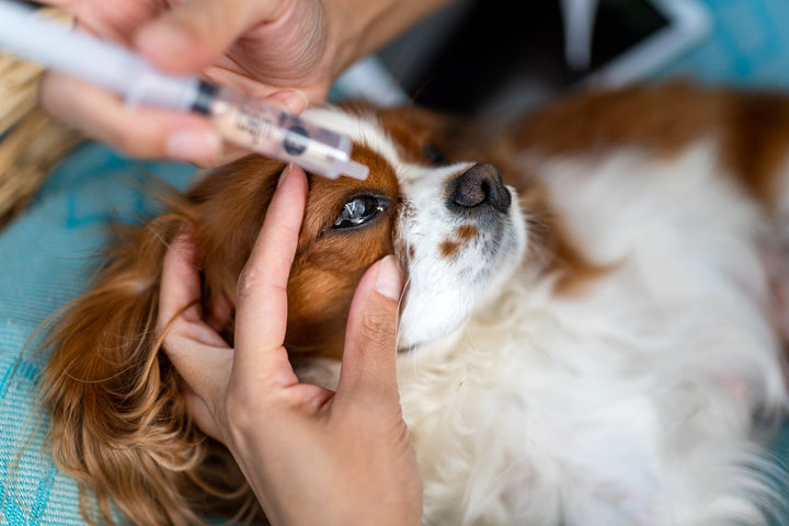 Dog Eye Infection: Symptoms, Causes, and Treatment