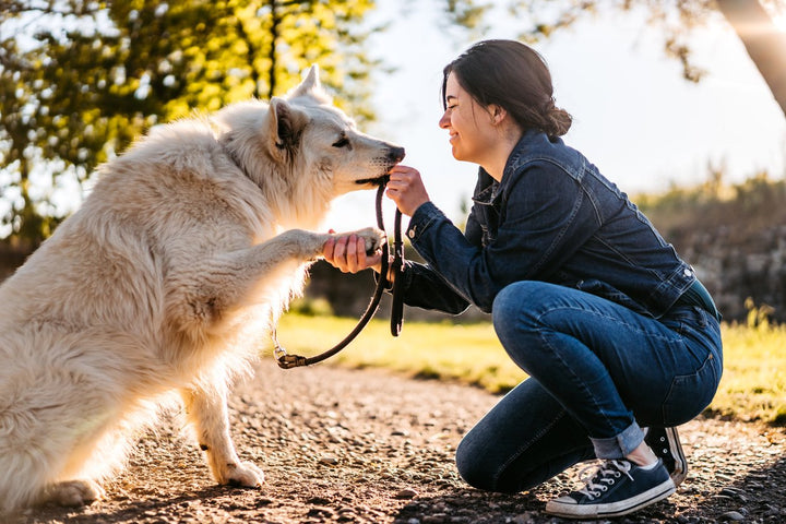 Joint Support For Dogs Guide [+ 3 Product Recommendations]