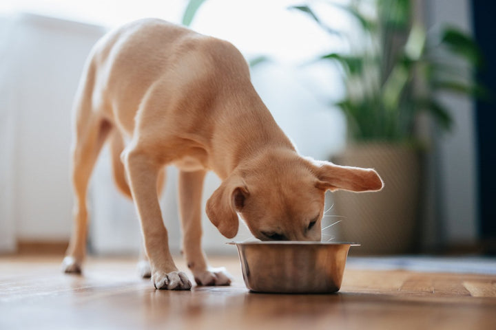 turmeric for dogs