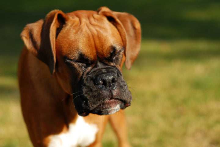 Dog Reverse Sneeze: What is it and How Can You Treat it?