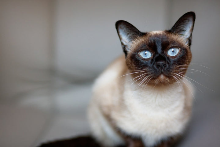 5 Siamese Cat Health Issues [Symptoms, Causes, Treatment & Prevention]