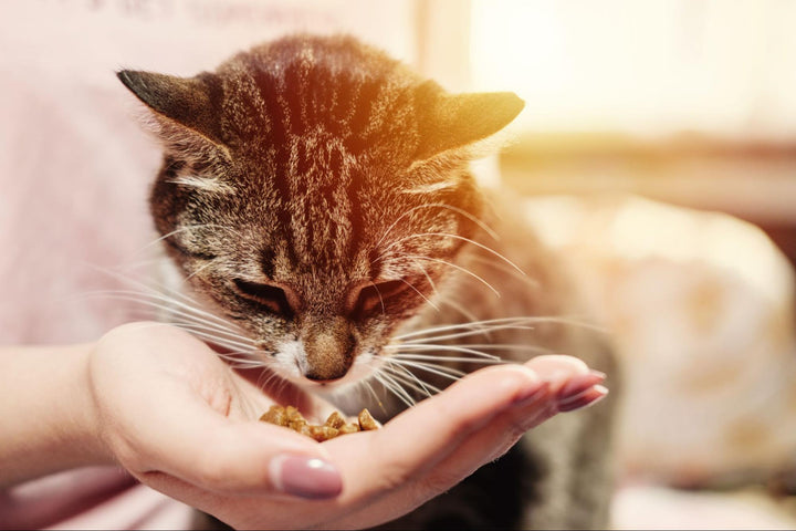 A Quick Guide to Cat Probiotics for a Healthy Kitty