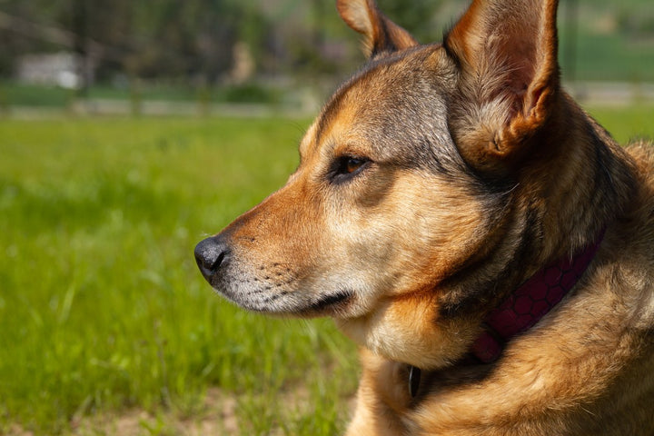 MSM For Dogs: What is it, and Does Your Dog Need It?