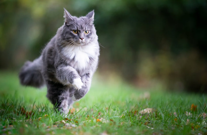 Joint Supplements for Cats: Does My Cat Need One?