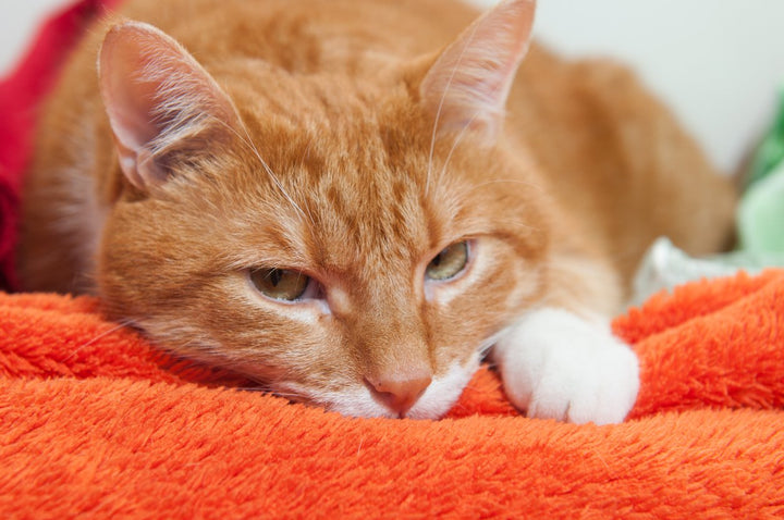 Cat Eye Infection: Symptoms, Causes, and Treatment