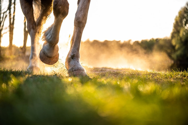 Horse Hoof Care Guide: Common Issues, Considerations & More