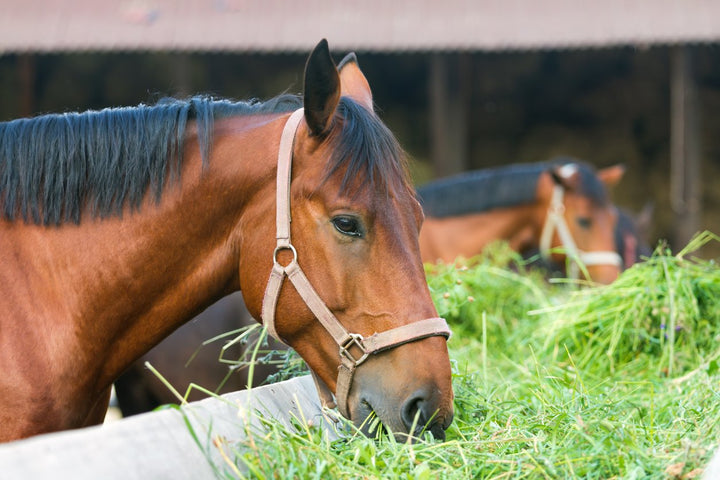 The Spry Steed’s Guide to Horse Nutrition Supplements
