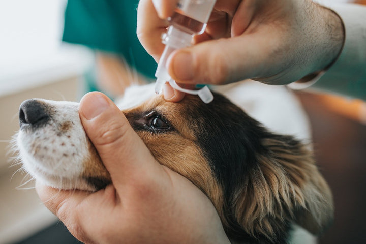 Eye Problems In Dogs: Causes, Symptoms, and Treatment