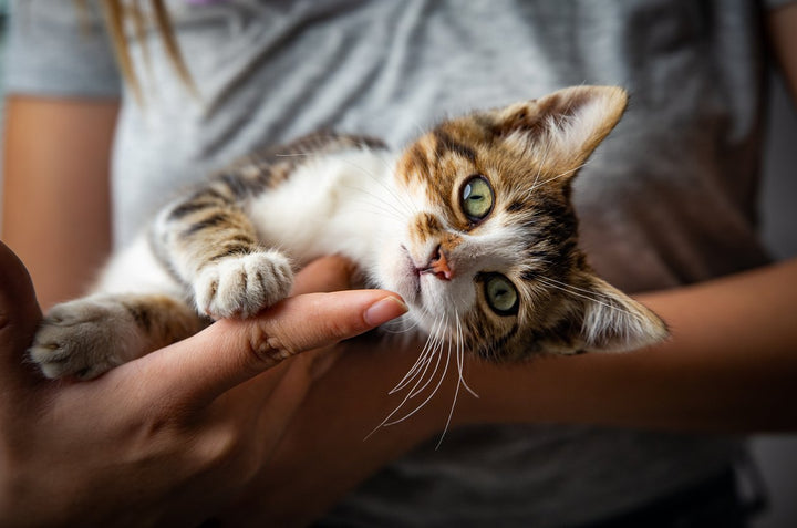 How to Take Care of a Kitten: 6 Vet Approved Tips
