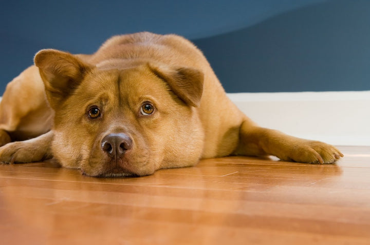 Lame Dog - Causes, Symptoms & Prevention of Canine Lameness