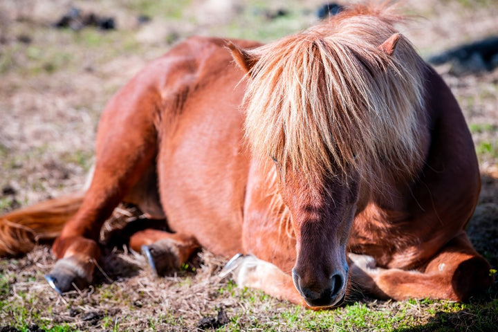 Lame Horse - Causes, Symptoms & Cures of Equine Lameness