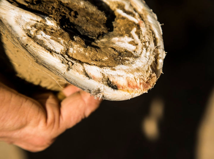 laminitis in horses