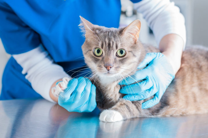 Luxating Patella Cat: Definition, Symptoms, Prevention & Treatment