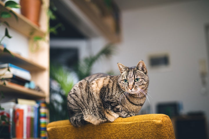 Considerations for Joint Health of Aging Cats