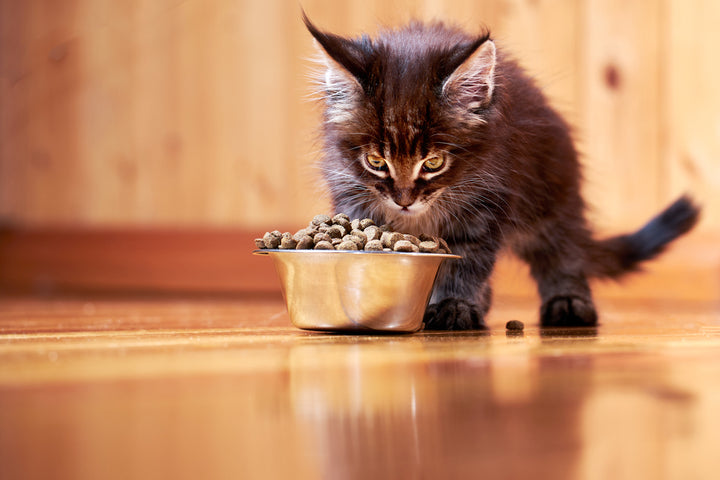 Feeding Your Kitten Dry Food: What You Need to Know