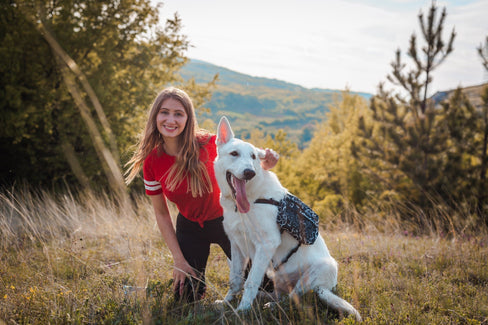  anti inflammatory for dogs