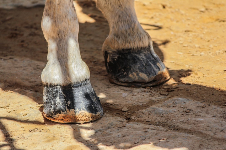 Navicular Disease in Horses: Symptoms, Prevention, Treatment & More