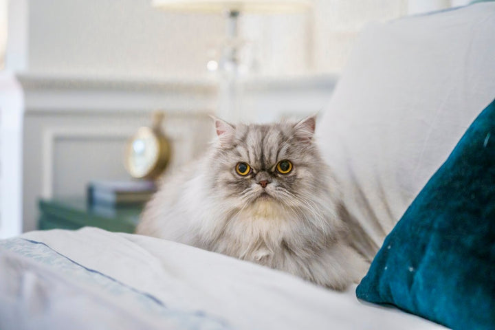 6 Persian Cat Health Issues [Symptoms, Causes, Treatment & Prevention]