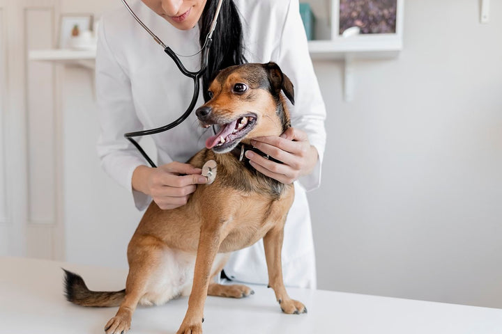 6 Tips On Preventing Pet Health Issues [Dogs & Cats]