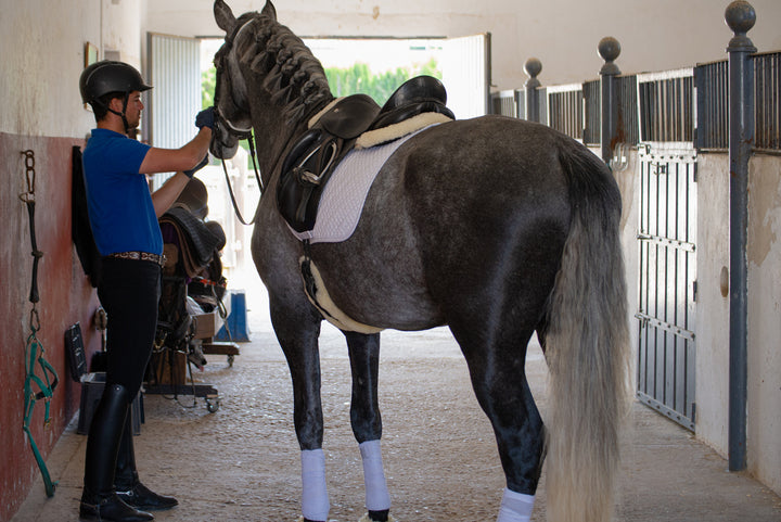 Horse Injury Concerns: Diagnosis, Treatment and Recovery