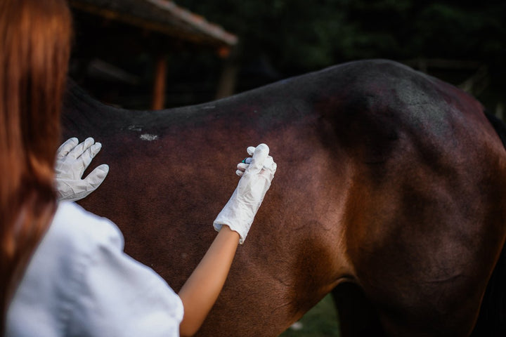 Horse Sacroiliac Pain - Diagnosis, Signs, Prevention & Treatment