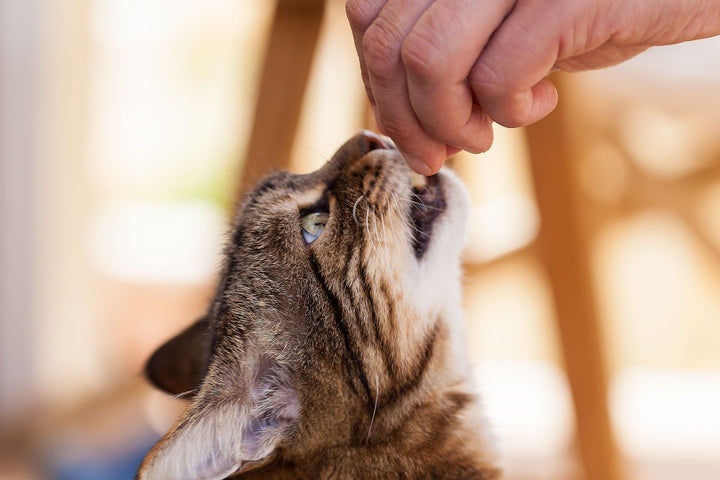 Ultimate Guide on Best Senior Cat Food [Dry, Wet, Liquid & Vet Recommended]