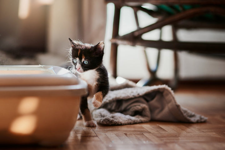 How to Litter Train a Kitten: From Setup to Dealing with Setbacks