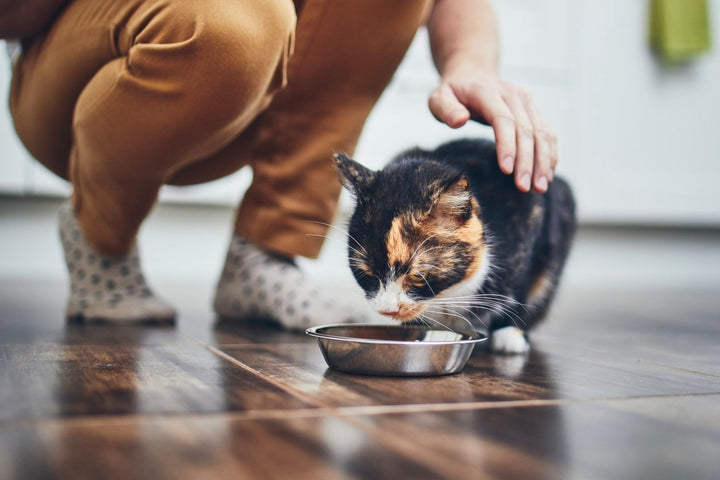 A Guide on Supplements for Cats: Types, Benefits, Usage & More