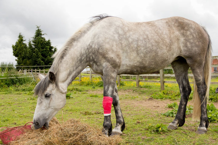 Suspensory Ligament Horse Injuries - Top Prevention & Treatment Tips