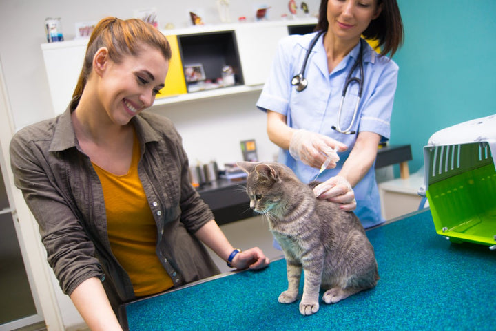 Symptoms of Diabetes in Cats: Detection and Treatment