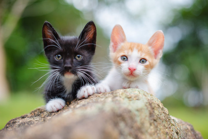 What You Need to Know about a Cat Spay: Age, Cost, and Recovery