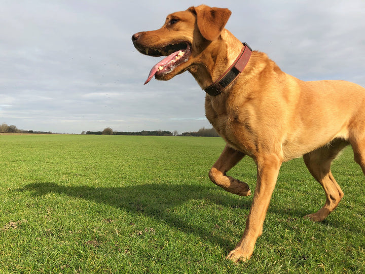 How to Treat Torn Cruciate Ligament Dog Injuries